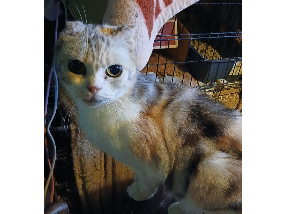 繁殖屋放出、シニアの三毛柄スコティッシュ