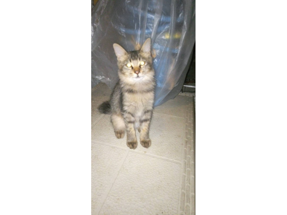 よく遊ぶ男の子