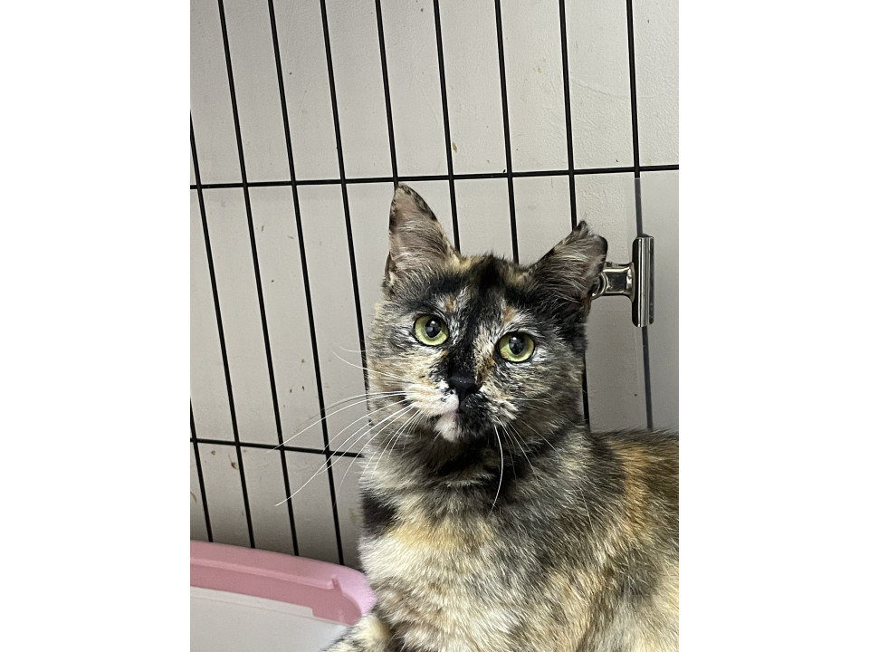 美人サビ猫　人馴れ修行中