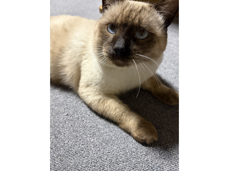 可愛いシャム猫さん男の子です(=^x^=