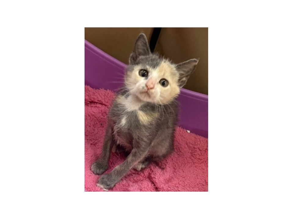 レア柄のパステル三毛ちゃん！約2ヶ月