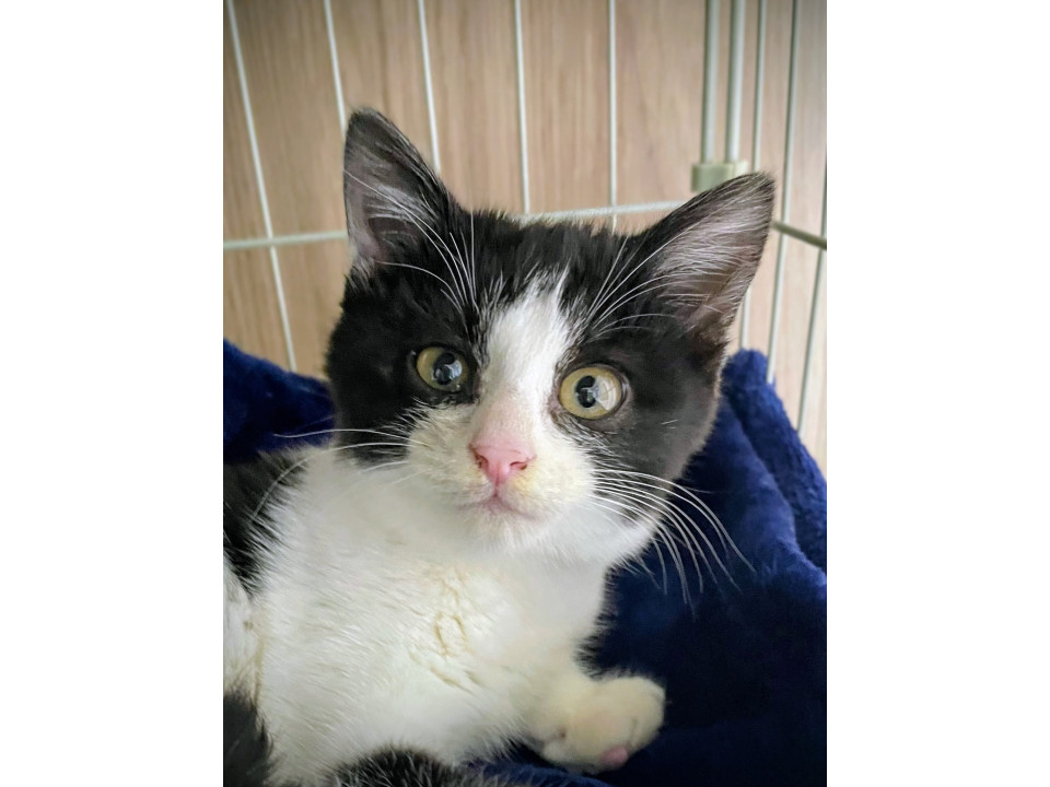 スリゴロハチワレ　カムイ君　猫も大好き