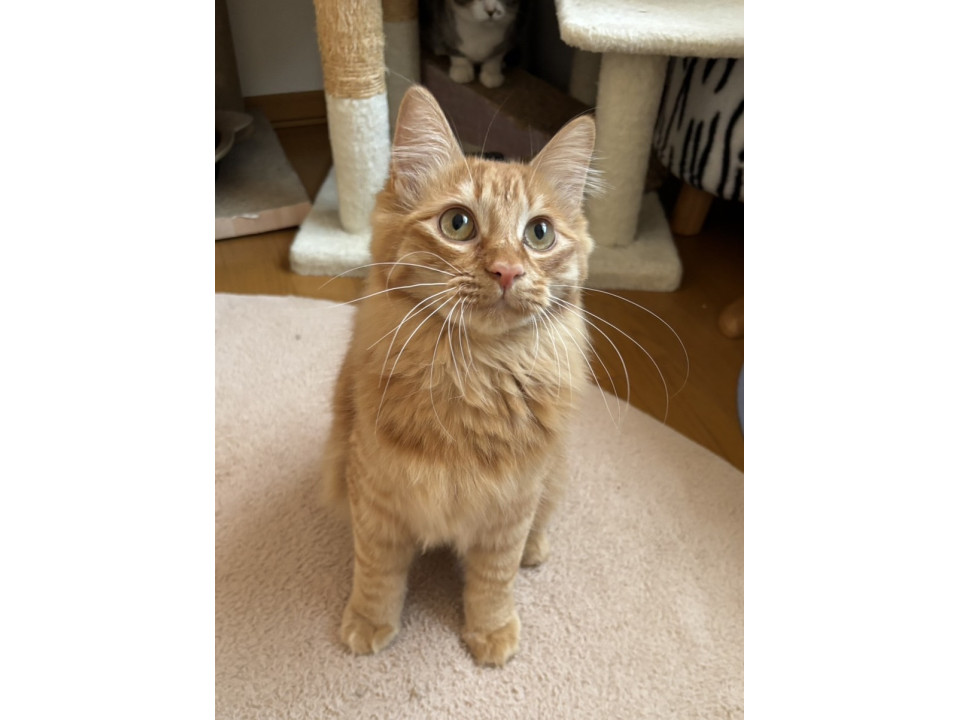 長毛系ふわふわ茶トラ