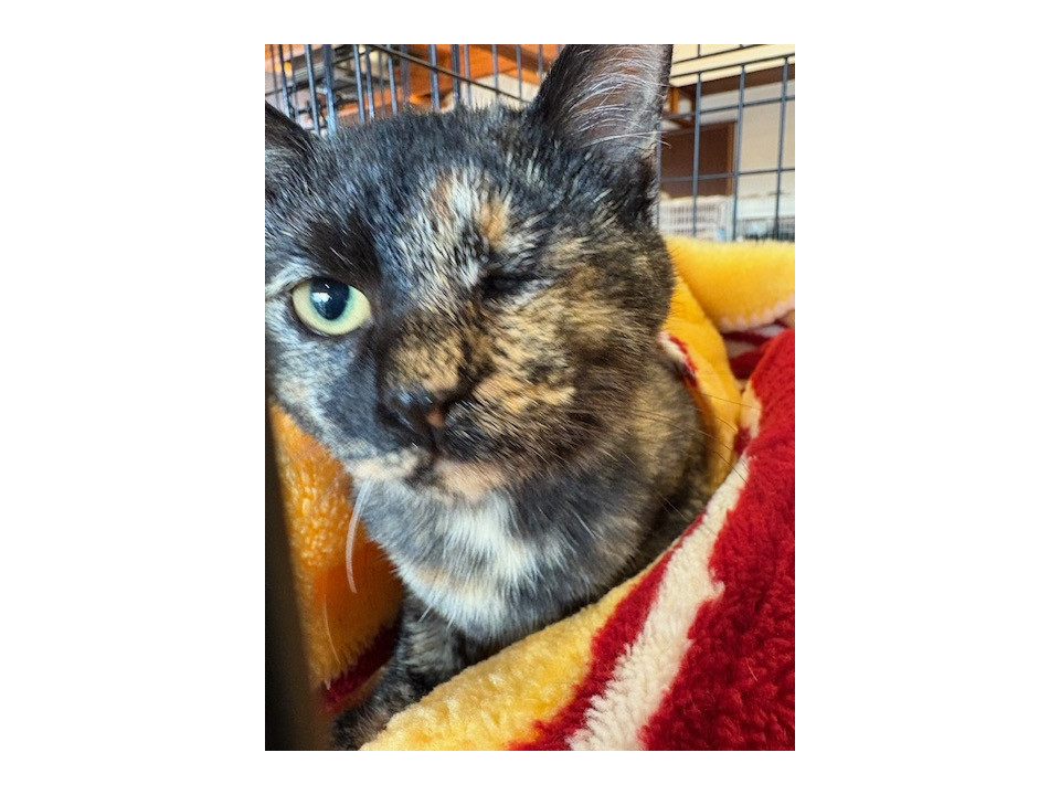 片目が見えません