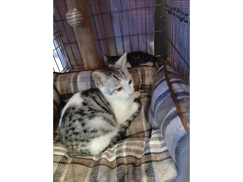 お外から保護⭐きれいなサバ白男子4ヶ月