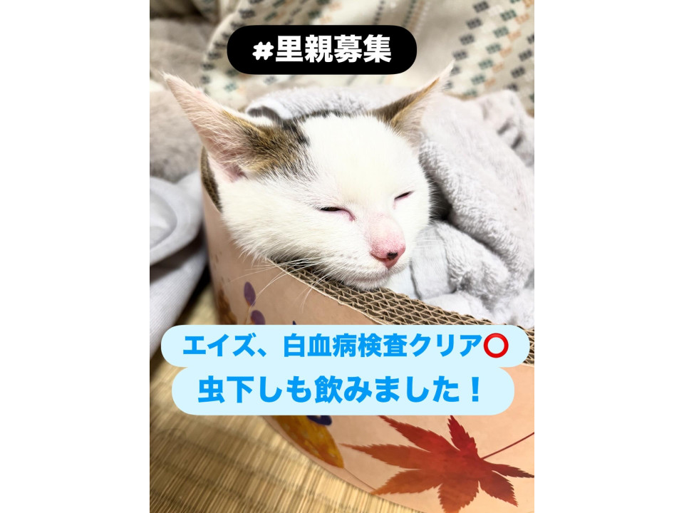 甘えん坊のオス4ヶ月です！