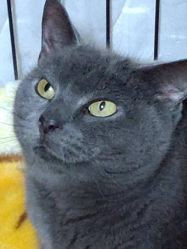 ◆美しいグレーの毛並み◆ザキトワちゃん◆