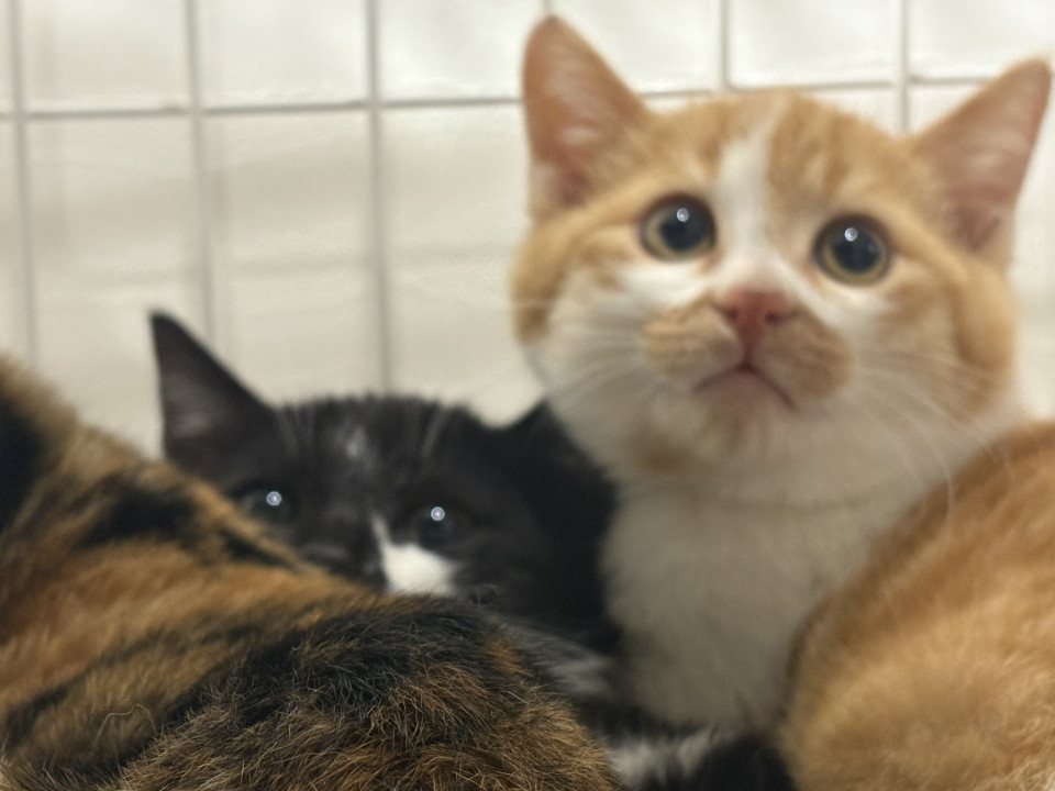 可愛い茶白のいくらちゃん〜