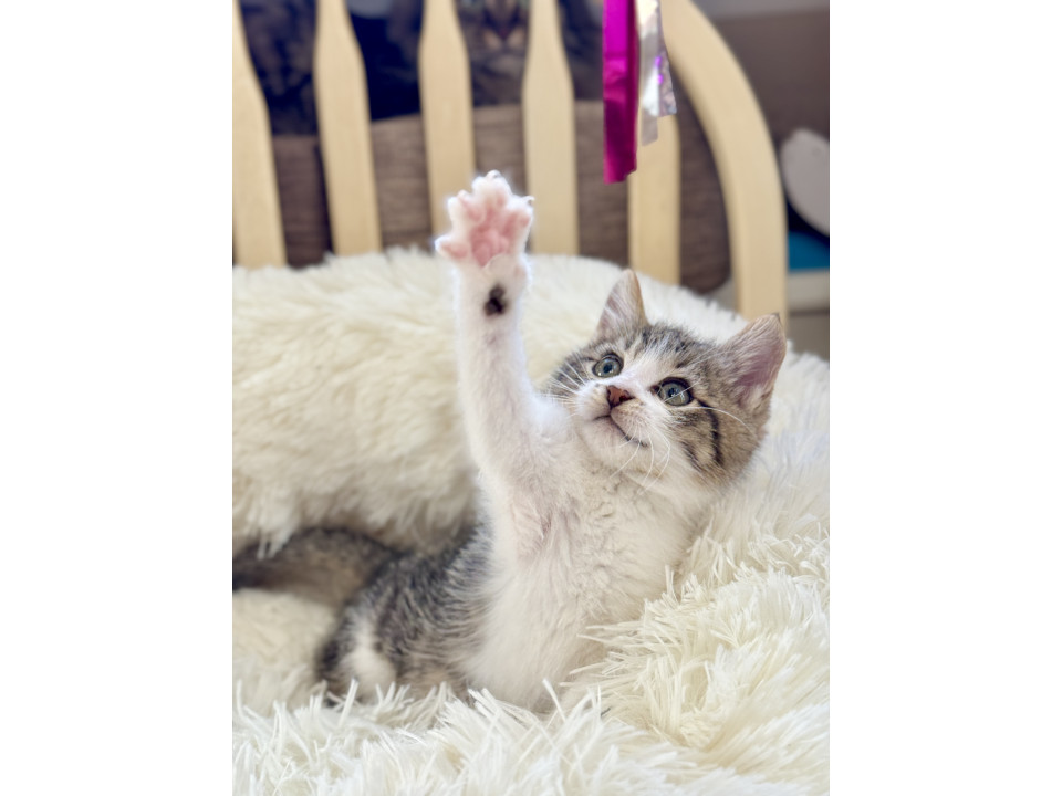 まんまる ★ ぱや丸