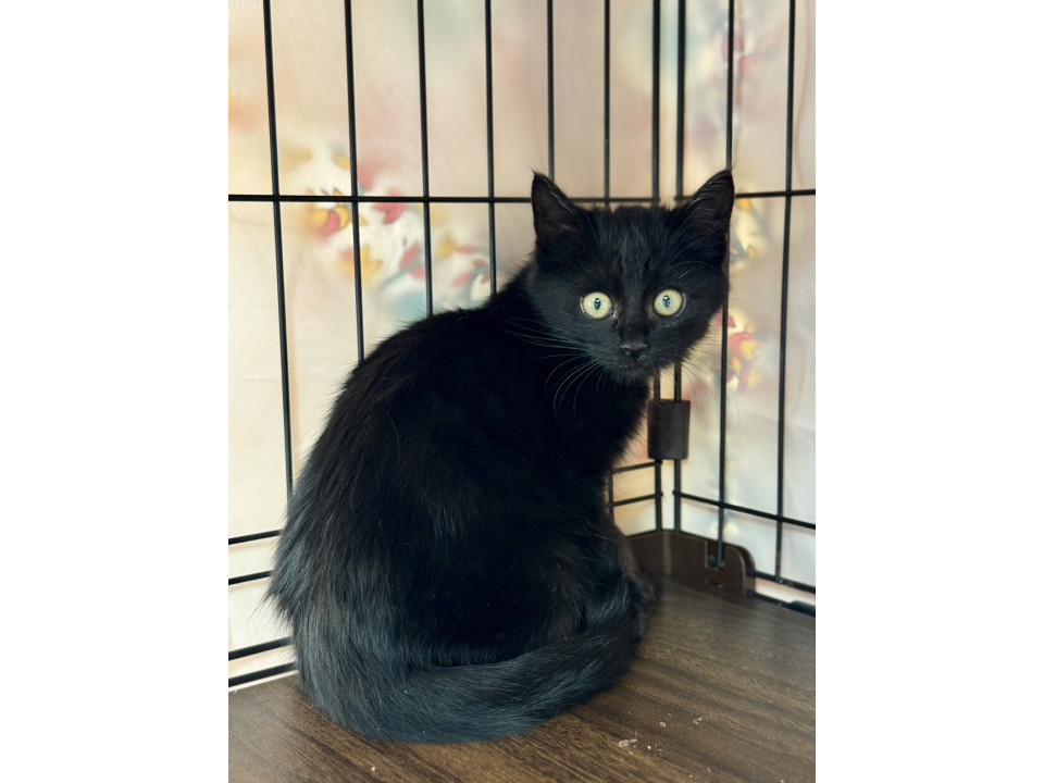 ちょいモフ ★ 市丸