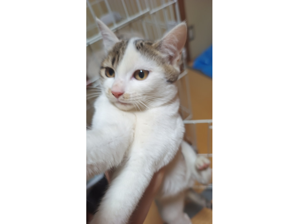 生後4か月の女の子｜やさしい表情の白キジ