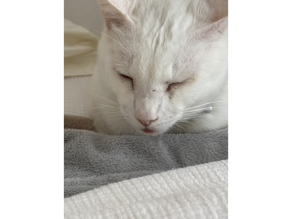 舌を出しっぱなしのコワモテ猫