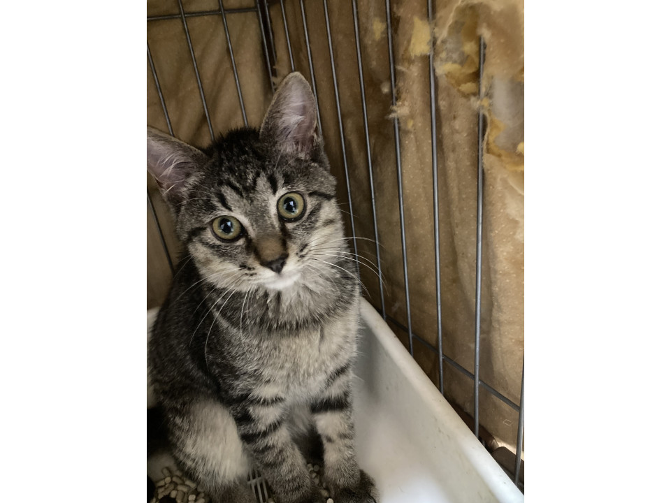 しっぽ短めキジトラ男の子?