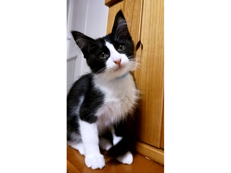 可愛い3ヶ月❣️子猫5匹います?