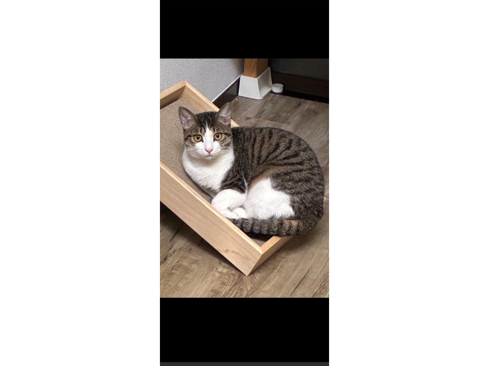 ちょっぴりシャイな甘えん坊