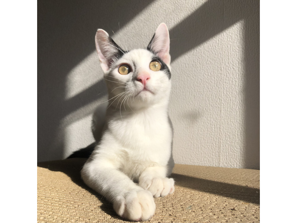 20、21日譲渡会お見合い可能！