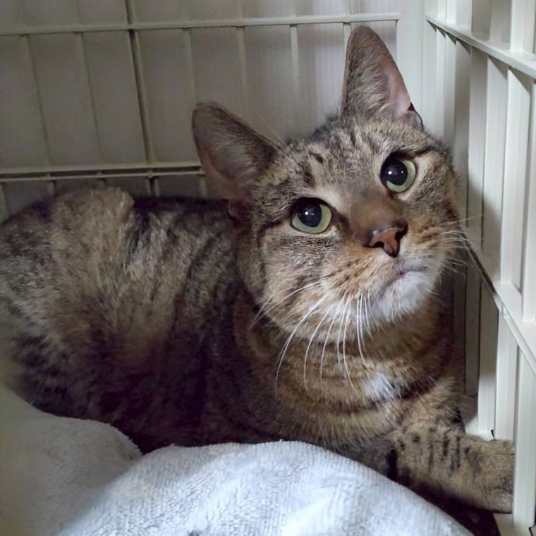 ◆ばびゅーん！！ヤマネコくん◆