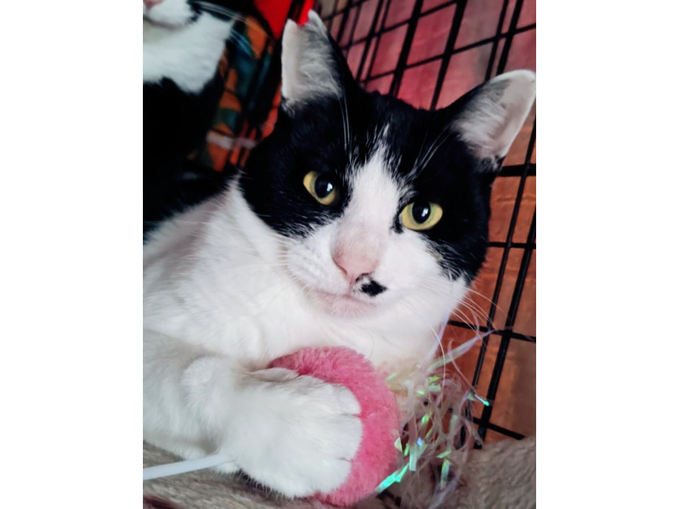 人懐っこいモンローちゃん見学随時受付中！