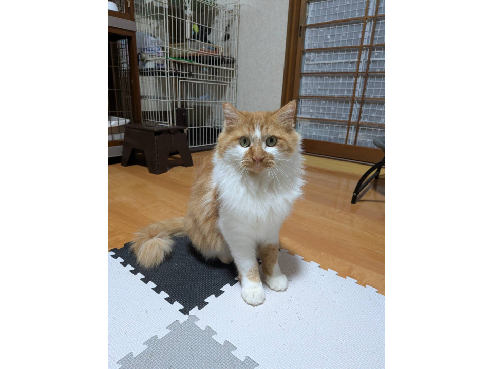 モッフモフなゴロゴロくん