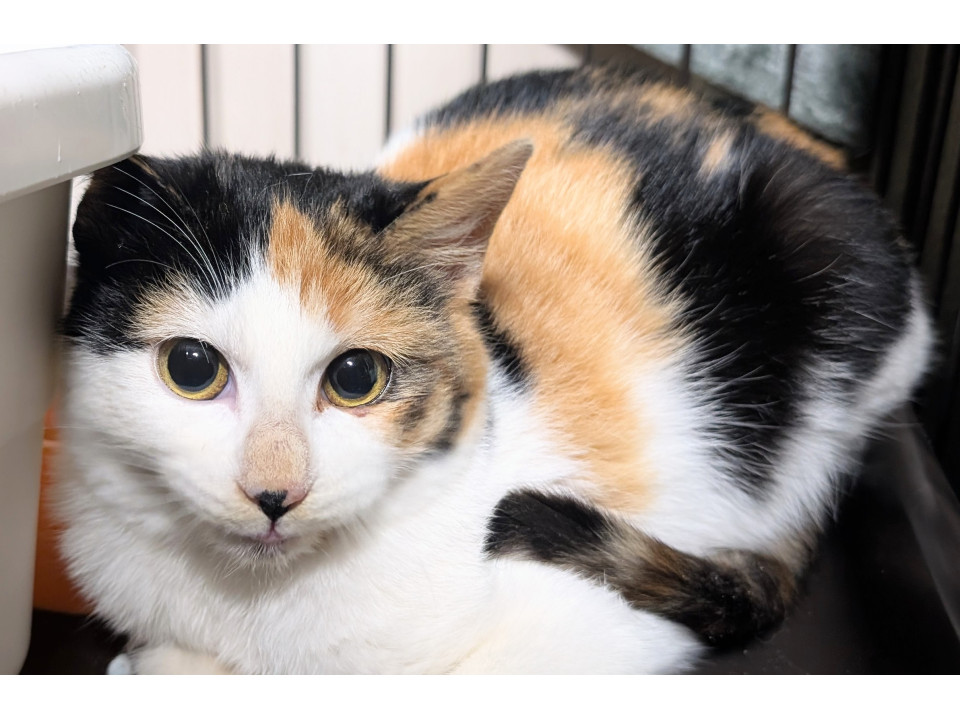 大人しい三毛ちゃん見学随時受付中！