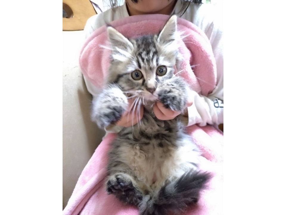 10月生まれのもふもふ男子