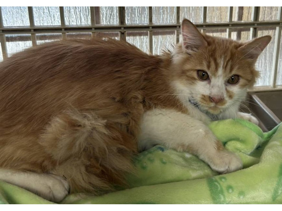 茶白の長毛君☆