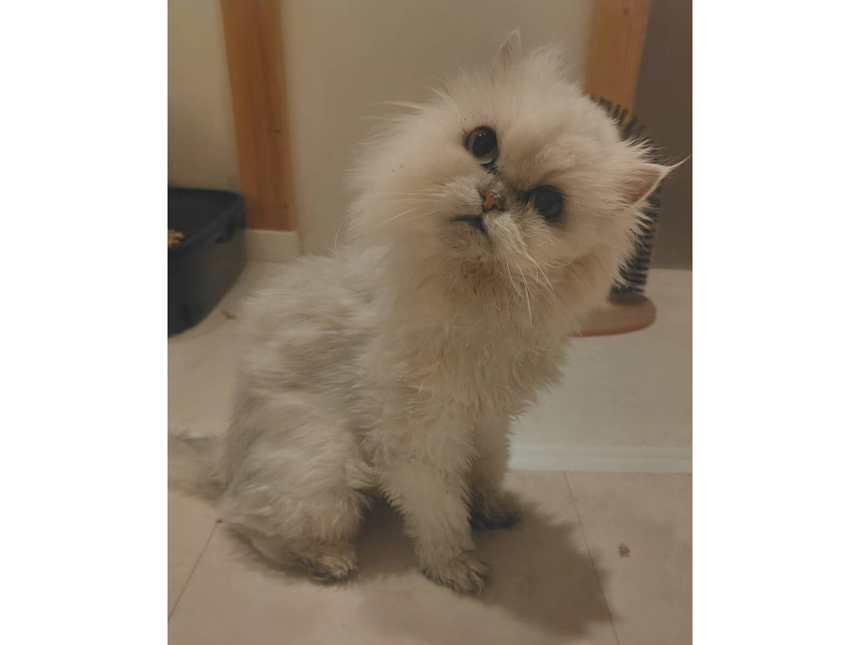 ペペロンチーノ☆7-8歳くらい