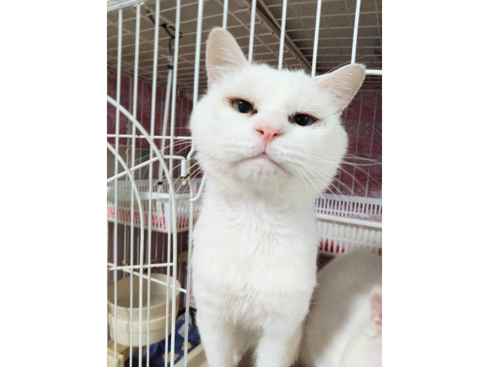 アビロック☆4歳くらい