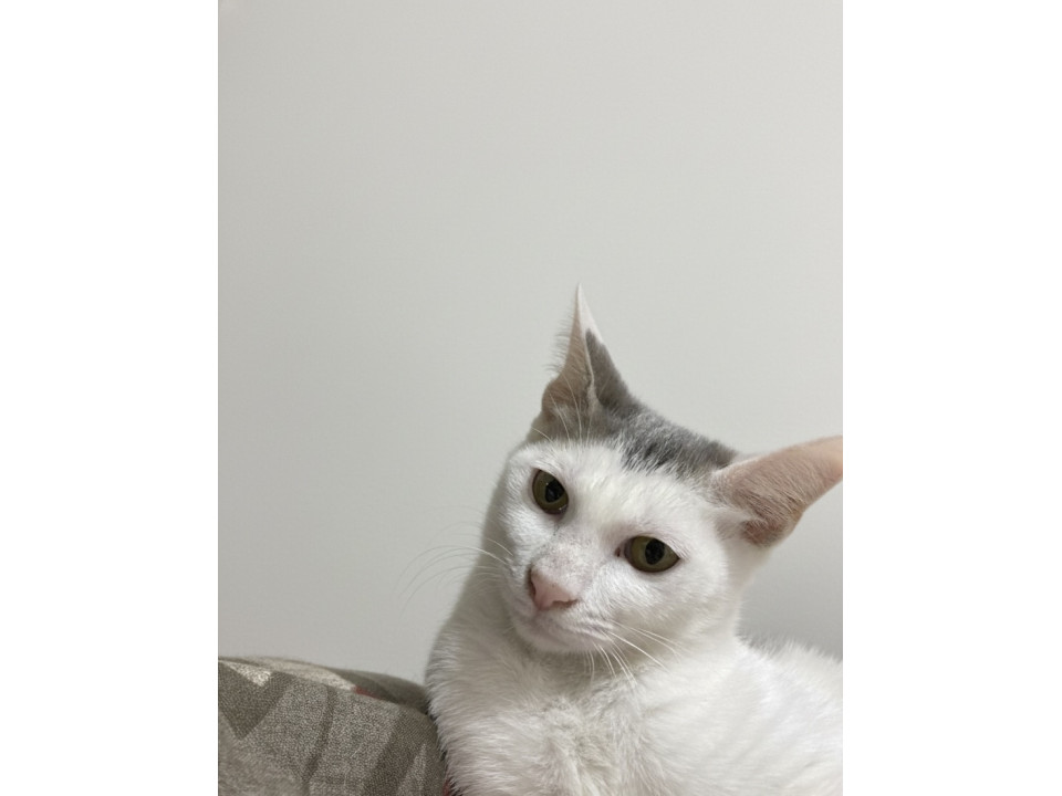 ＊白グレーの尻尾が短い女の子4ヶ月＊