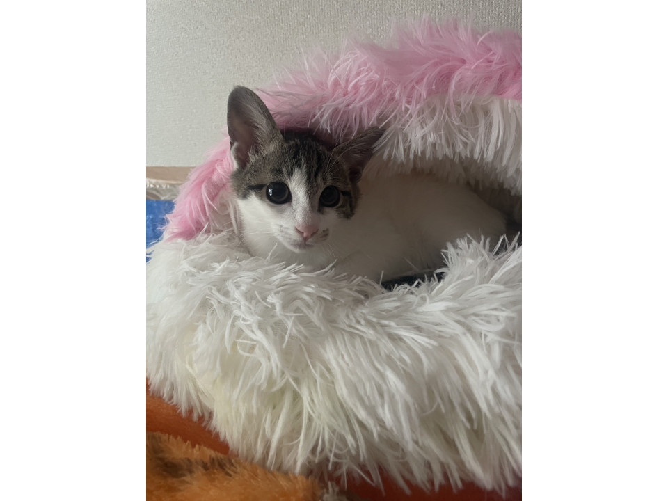 3ヶ月の女の子です