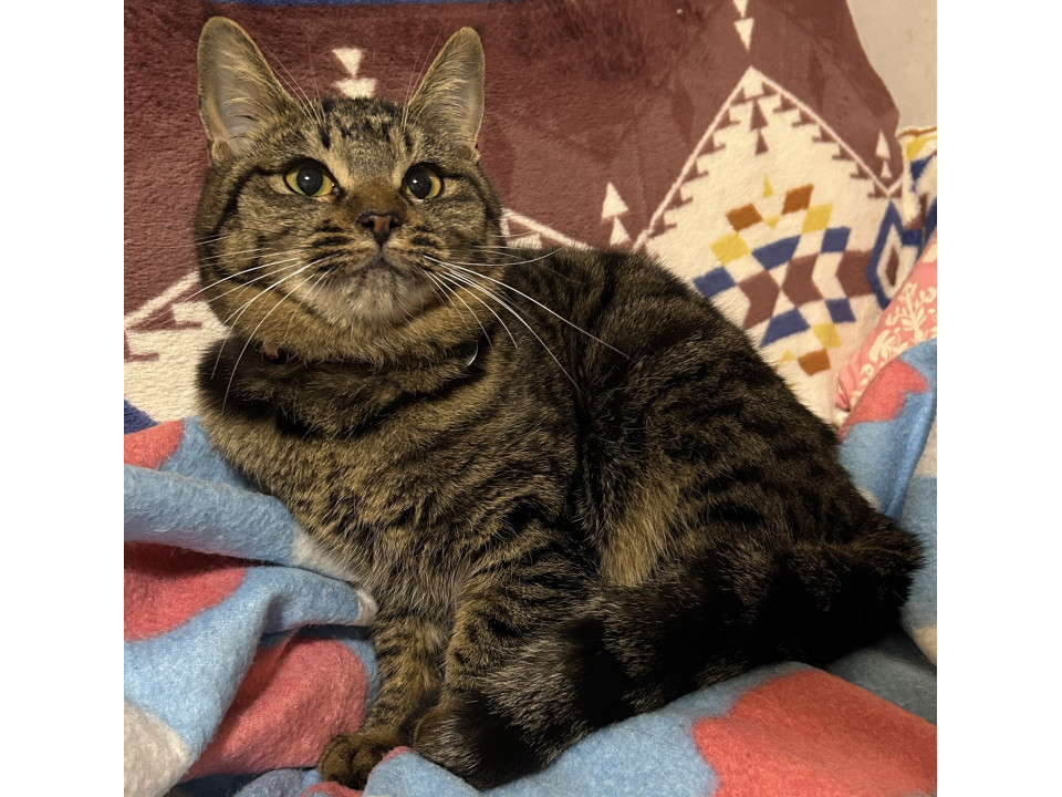 抱っこ大好き、甘えん坊キジトラ姉妹