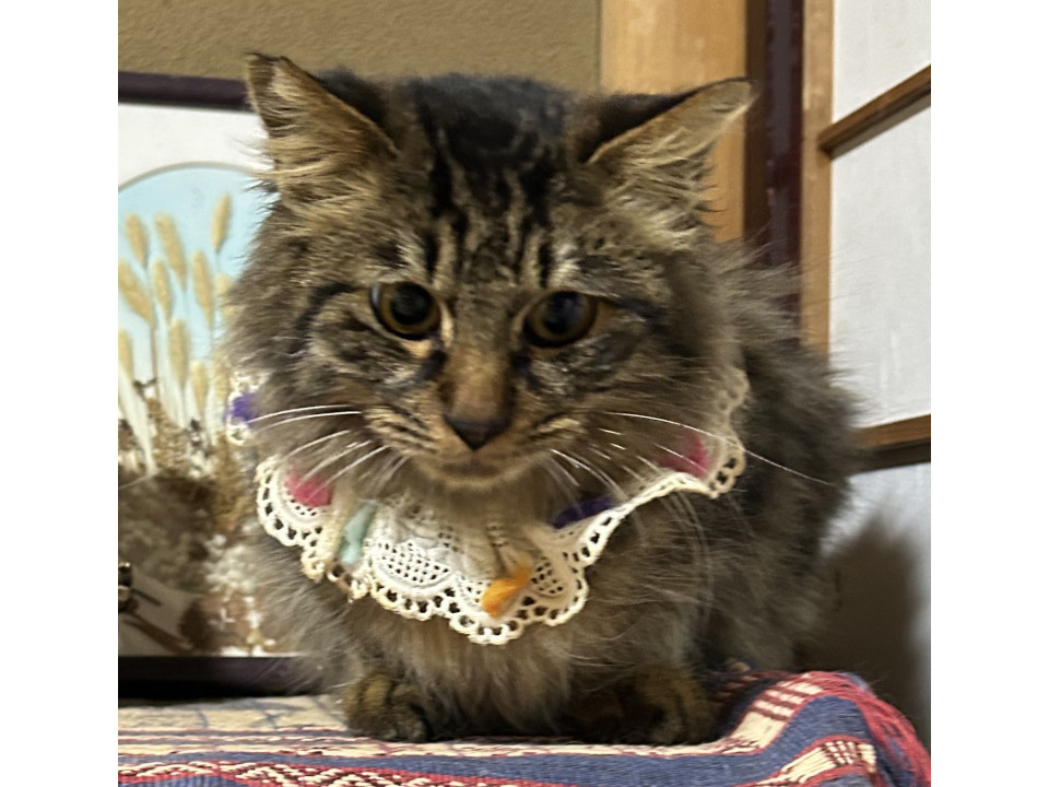 抱っこ大好き、甘えん坊キジトラ姉妹