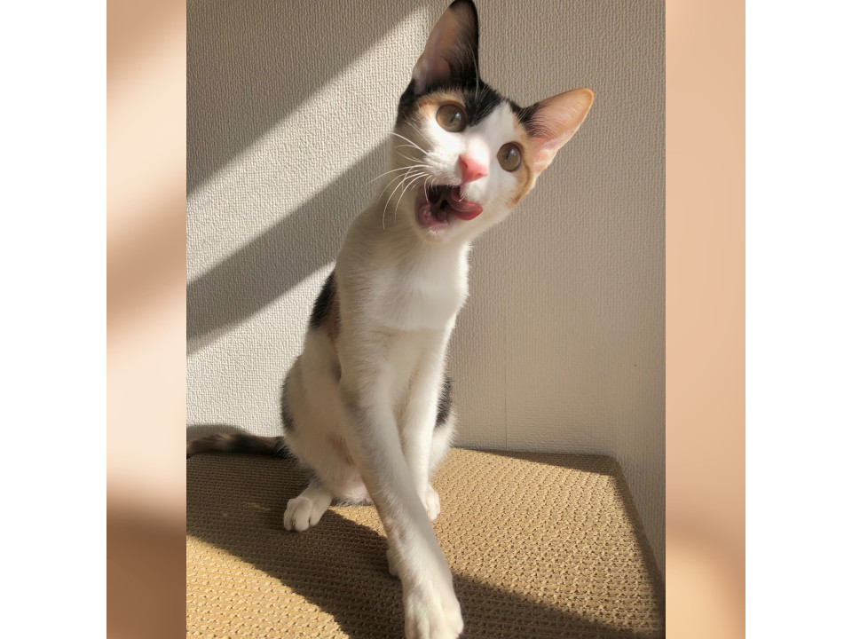 20、21日譲渡会お見合い可能！