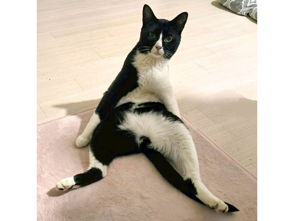 イケメンハチワレライ君