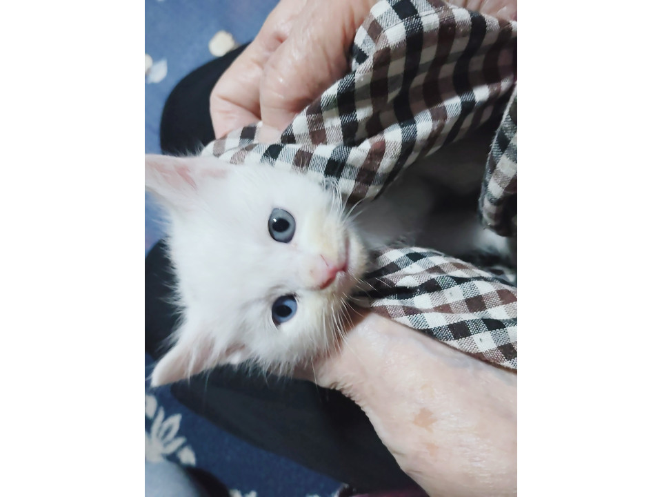 可愛いシロちゃん【辞退により再投稿です】
