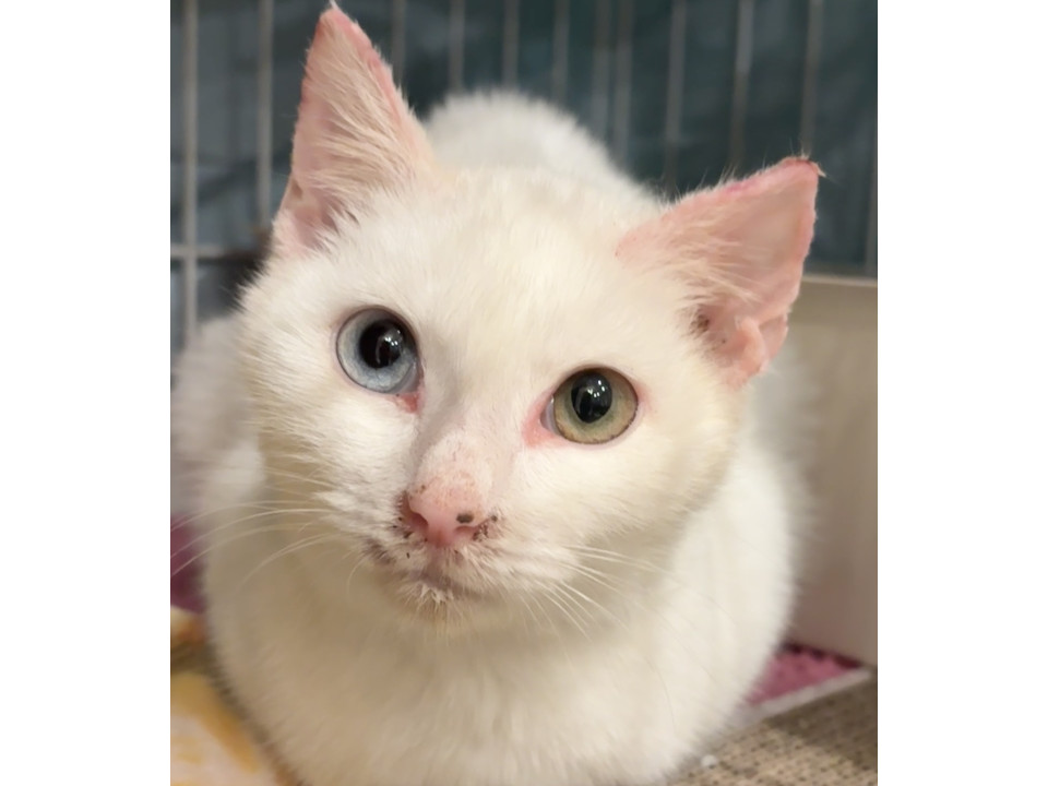 オッドアイの男の子