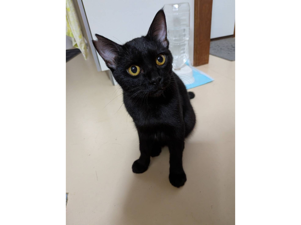 甘えん坊で元気なカフェ君