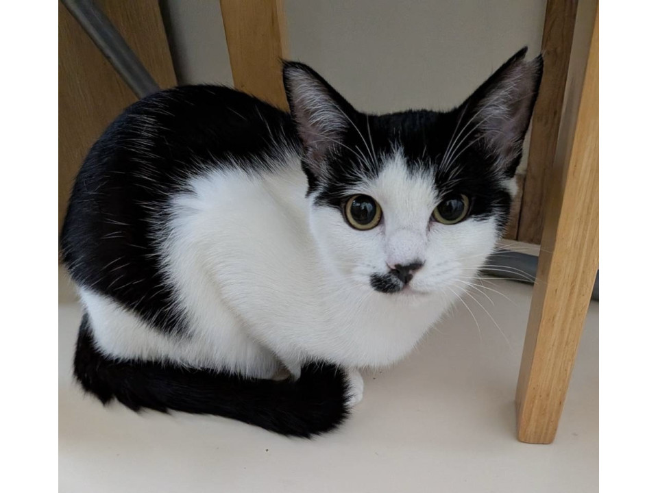 アイラインばっちり美猫のジャスミンちゃん