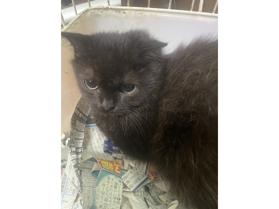 スコティッシュ