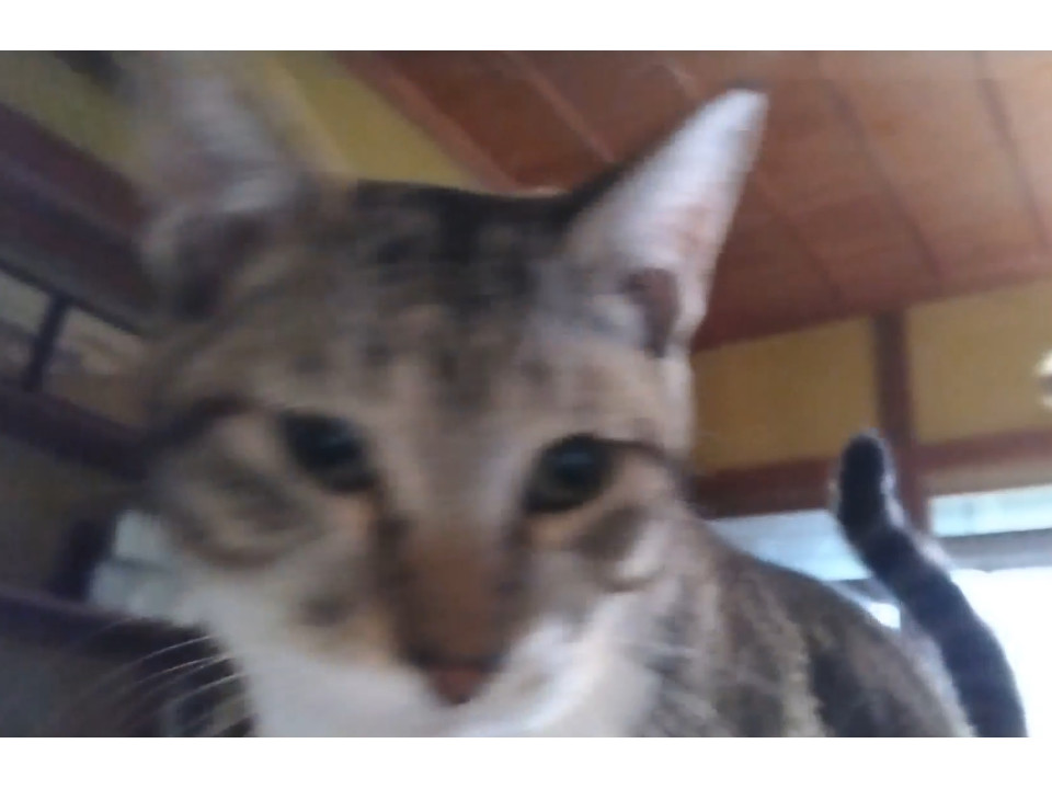 やんちゃで甘えん坊のキジくん