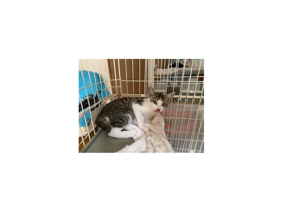 人懐こいきじ白