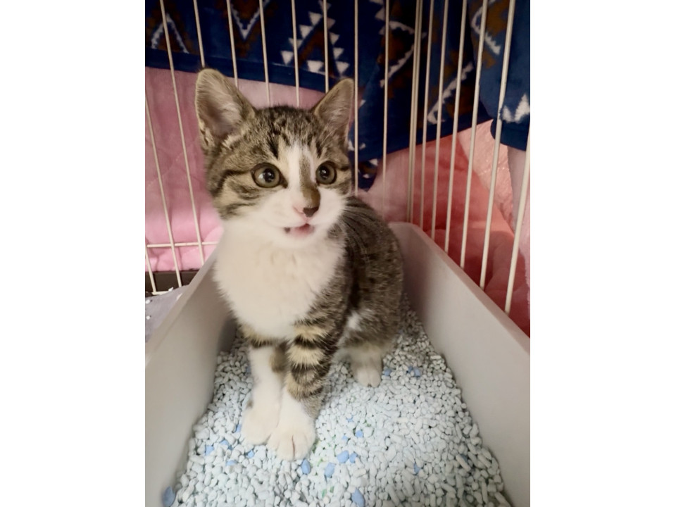 コロコロな美人なキジシロちゃん