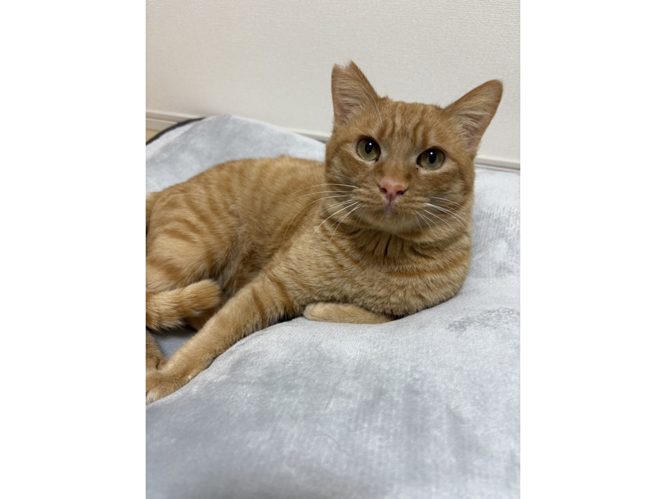 甘えん坊の茶トラくん