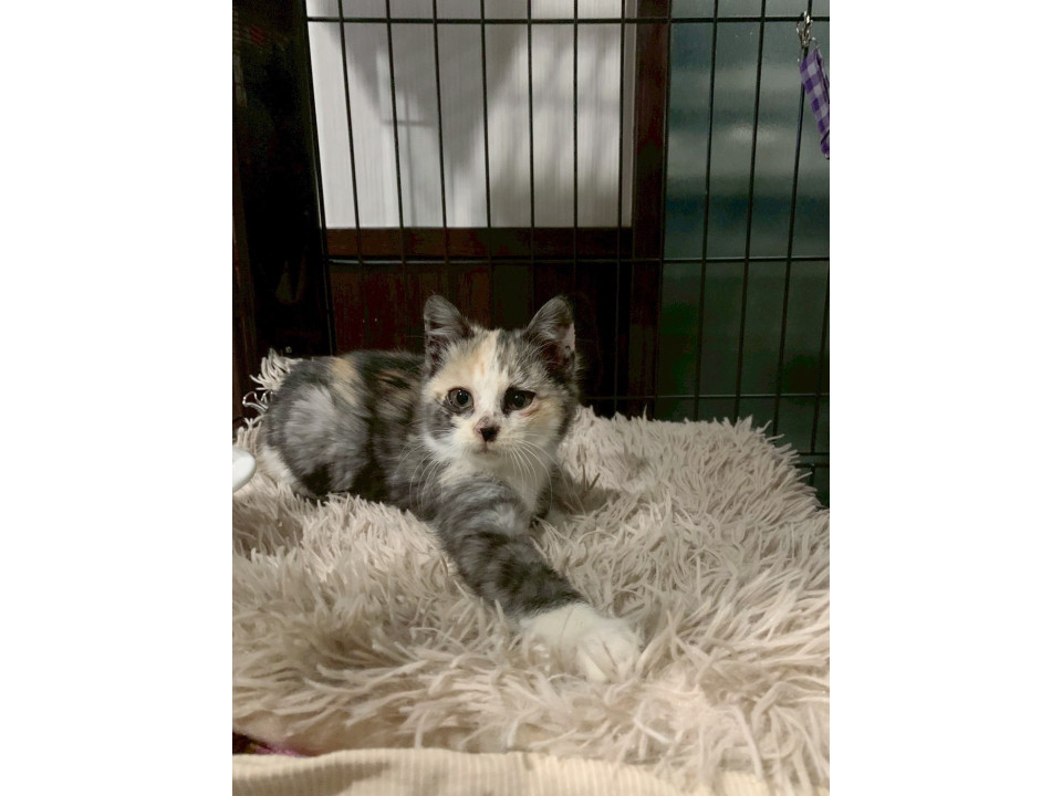 3匹兄妹アイラインくっくり♡のこちゃん