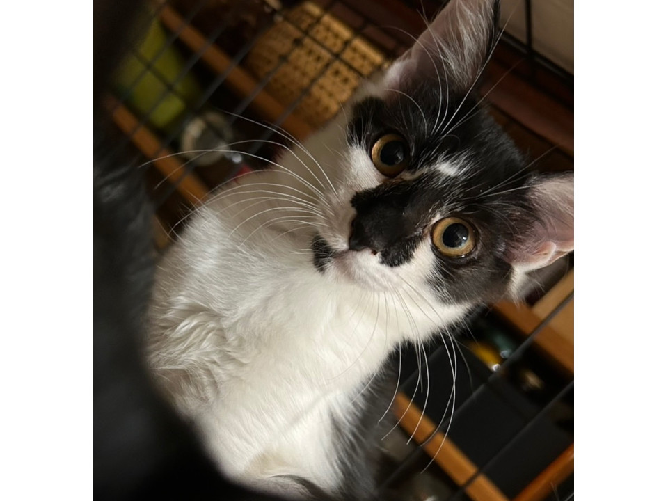 半長毛　人慣れ抜群