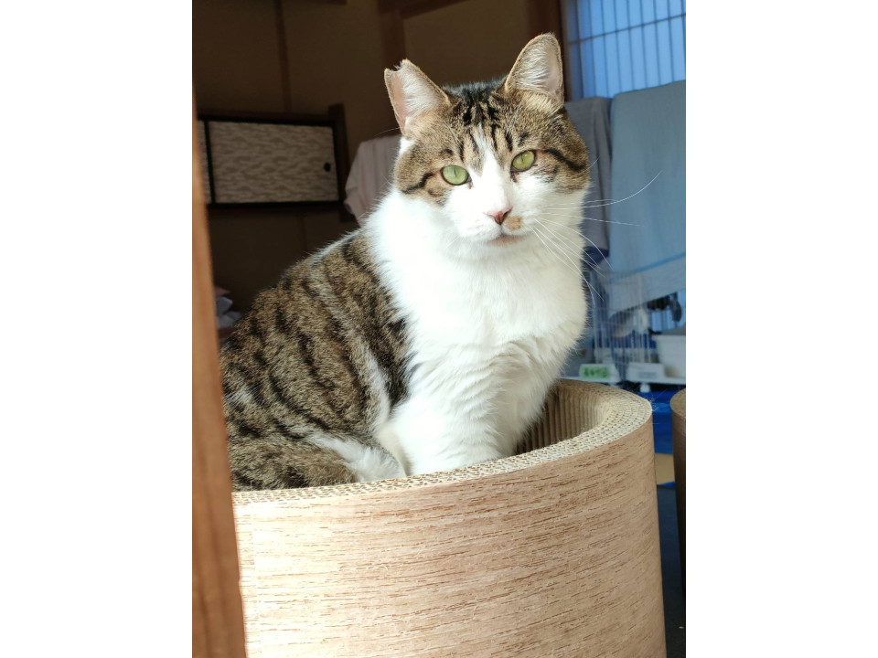 内弁慶なデカ猫　紋次郎くん