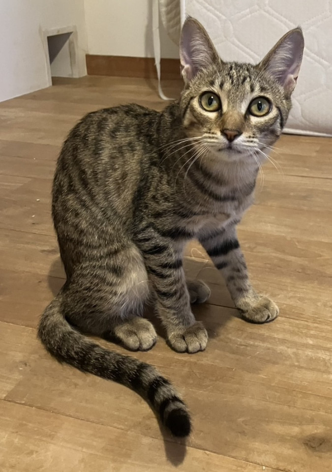 かしこい甘えっ子♡にぼしちゃん