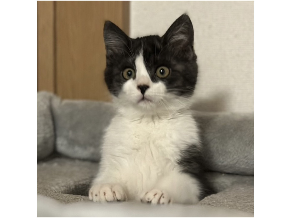 ふわふわかわいいハチワレ