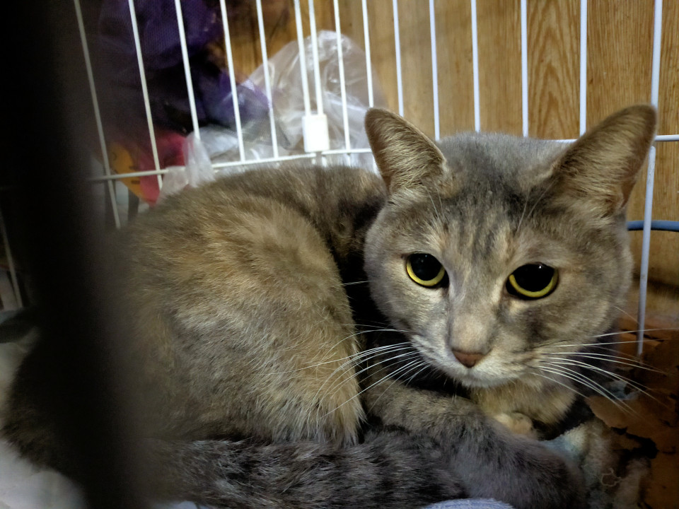 おめめパッチリの可愛いパステルミケちゃん