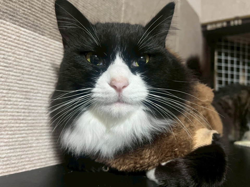 ゴロスリおだやかしろせくん